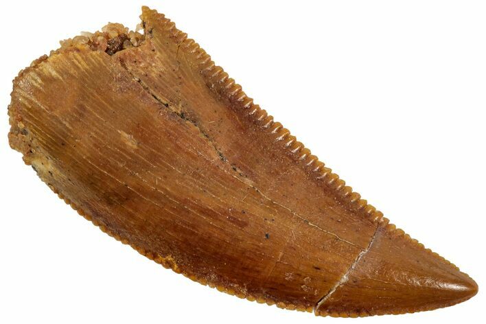 Serrated Raptor Tooth - Real Dinosaur Tooth #357970